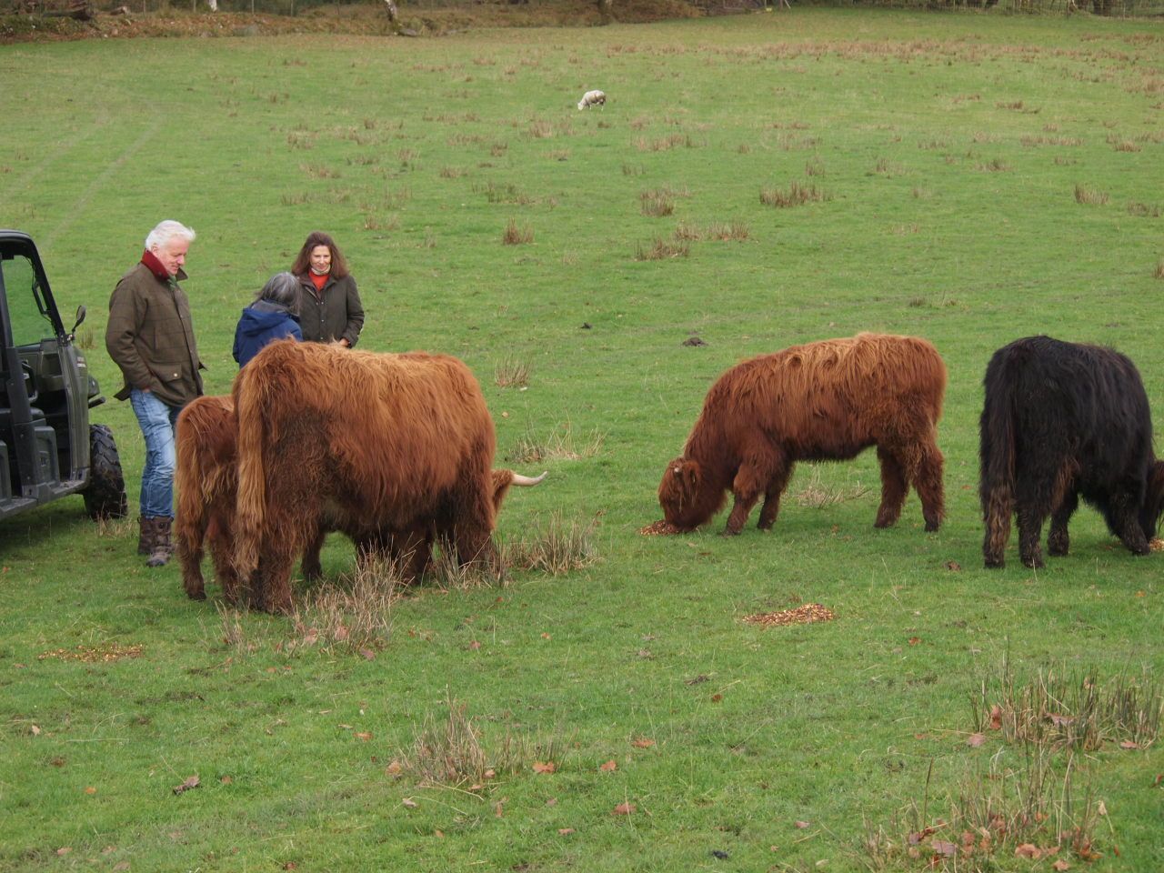 Scottish Highland Cattle - Altina Wildlife Park